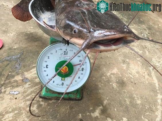 Cá trê có mọc lại râu không?