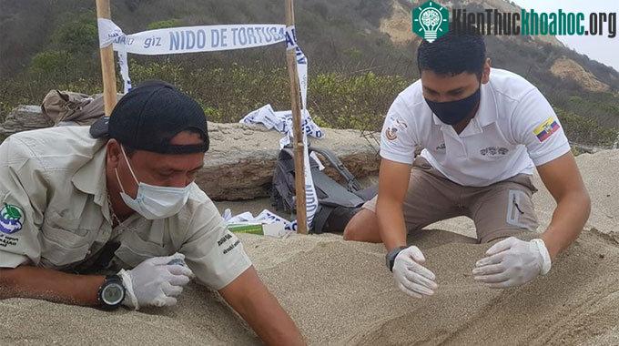 Các nhà bảo tồn lắp đặt nhiệt kế tại tổ trứng rùa da mới được phát hiện.