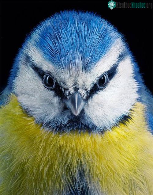 Chim Blue Tit