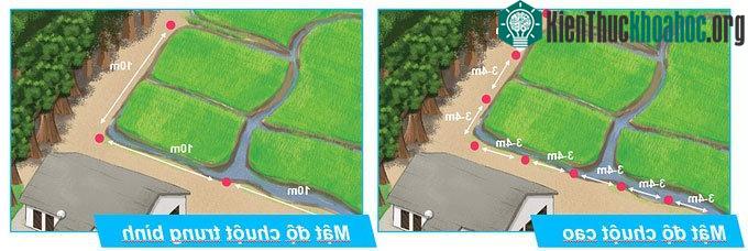 Những giải pháp giúp nhà nông kiểm soát chuột ảnh 1