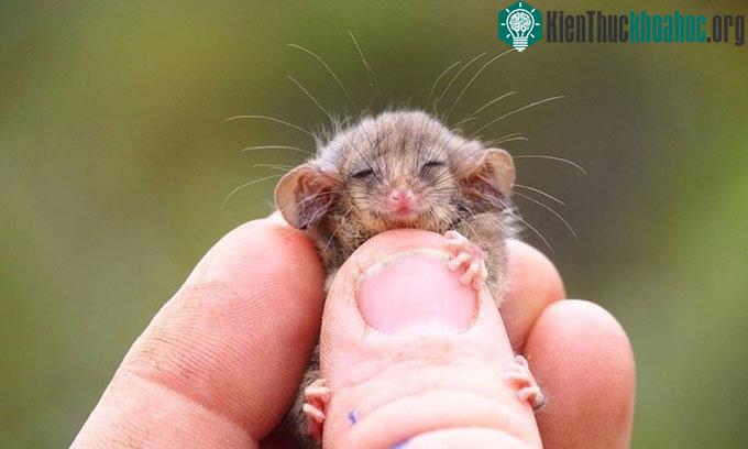 Chồn possum lùn Tasmania chỉ nặng khoảng 7 gram