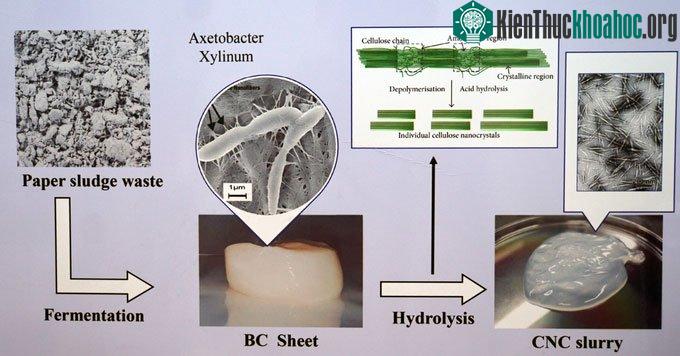 Sơ đồ quy trình chuyển hoá bùn giấy (paper sludge waste) thành lớp màng CNC