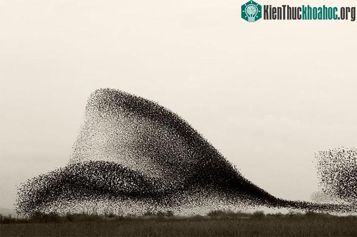 Những đám đen trên bầu trời được tạo thành bởi hàng triệu con sáo đá.