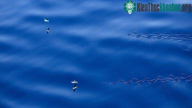 Cá bay với tốc độ rất cao trên mặt nước.