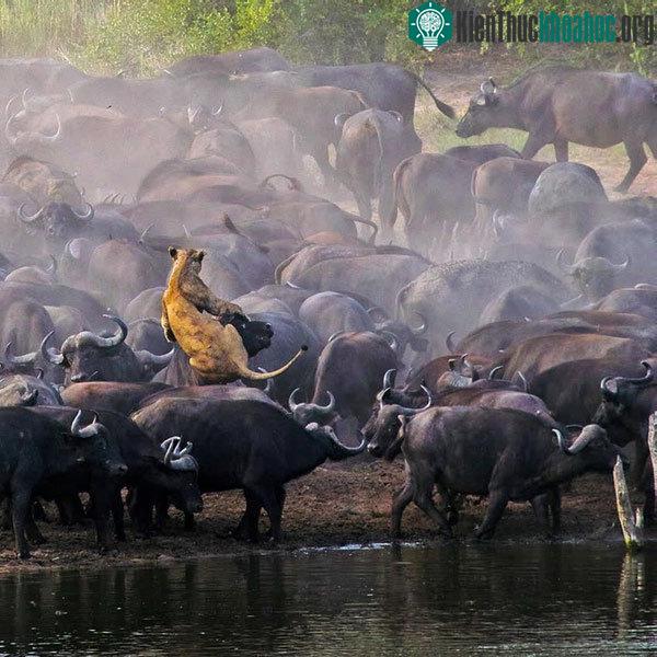 Cận cảnh cuộc đối đầu đầy kịch tính giữa hai kẻ thù duyên nợ là trâu rừng và sư tử