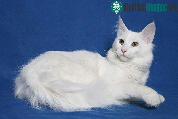 Mèo Angora Thổ Nhĩ Kỳ