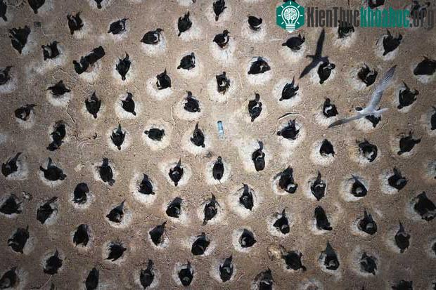Đây là lãnh địa lớn nhất thế giới của loài chim cốc hoàng gia