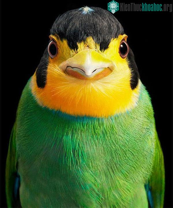 Chim Longtail Broadbill