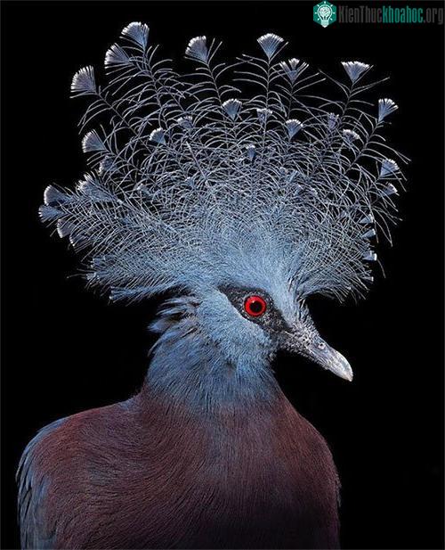 Victoria Crowned Pigeon