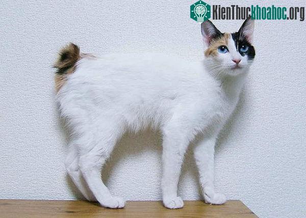 Mèo Japanese Bobtail