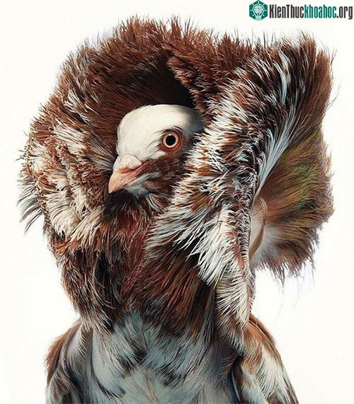 Chim Red Splash Jacobin Pigeon