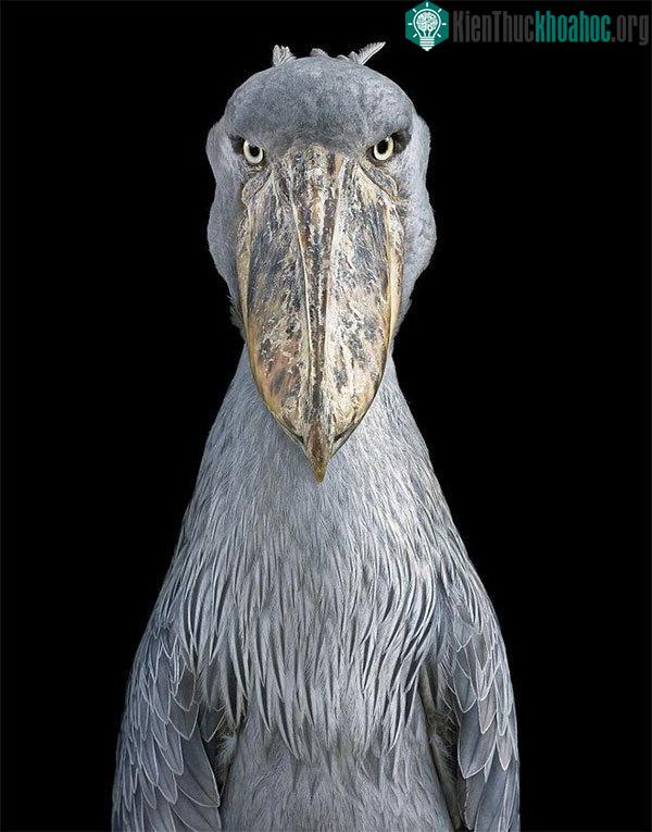 Chim Shoebill