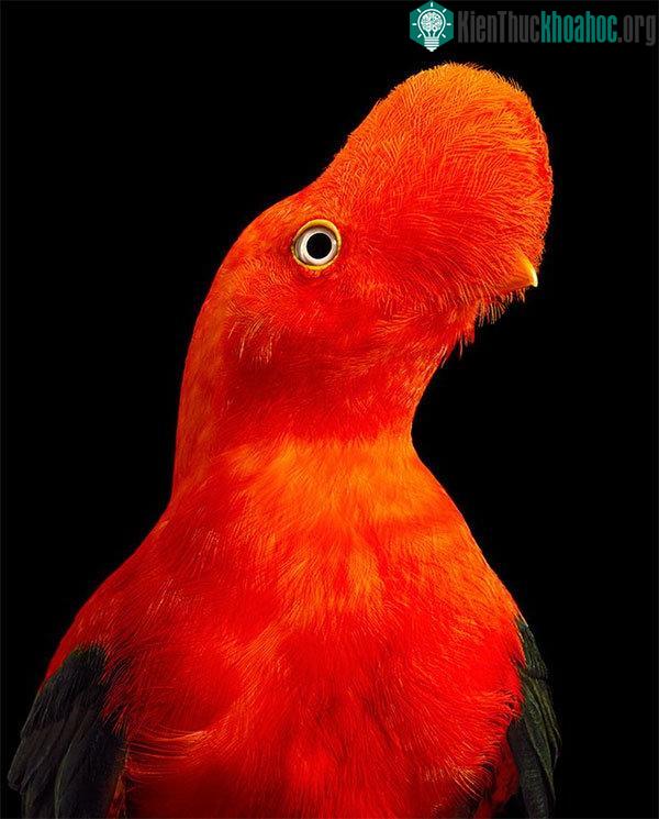 Chim Andean Cock Of The Rock