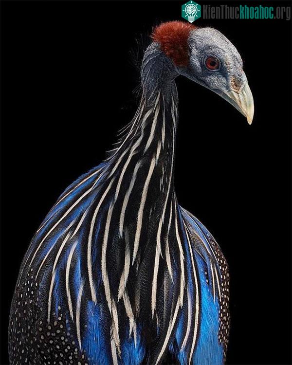 Chim Vultrurine Guineafowl Hen