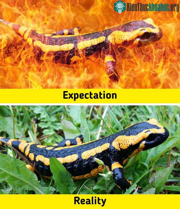 7 sinh vật huyền thoại tưởng chỉ có ở phim ảnh nhưng lại từng làm mưa làm gió Trái đất trong quá khứ ảnh 2