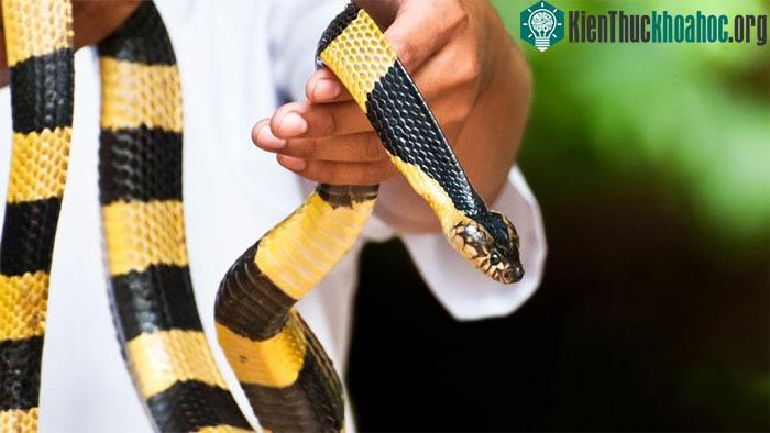 Khi bị rắn độc cắn, nạn nhân cần được sơ cứu cơ bản và đến cơ sở y tế gần nhất.