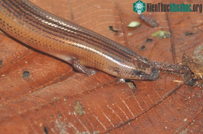 Brachymeles boulengeri có một bộ chân ... vừa phải.