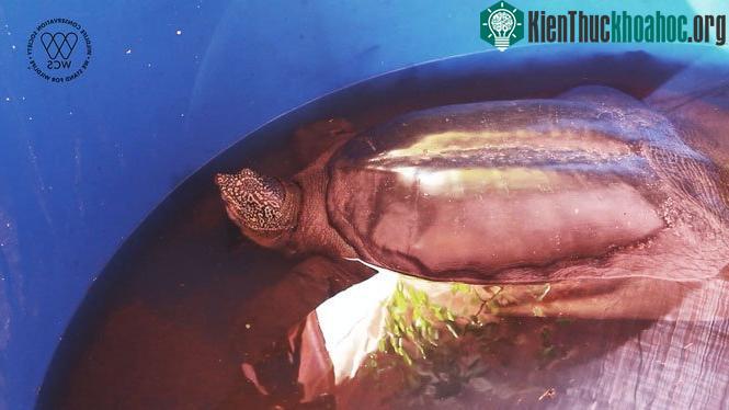 Cận cảnh cá thể rùa Hoàn Kiếm mới bẫy bắt ảnh 2