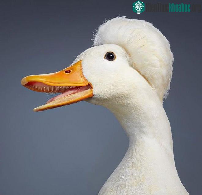 Crested Miniature Duck