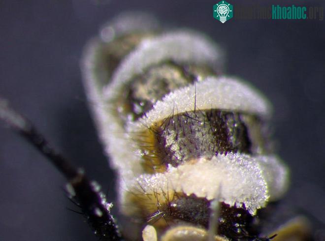 Nấm E. muscae trên lưng con ruồi.