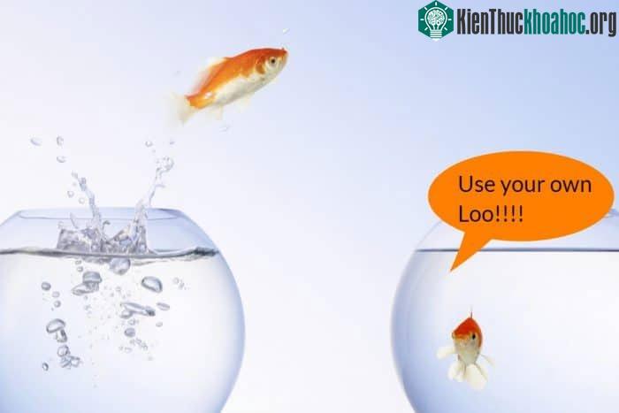 Hầu hết các loài cá "đi nhẹ" bằng lỗ tiểu hoặc mang.
