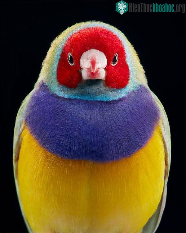 Chim Gouldian Finch