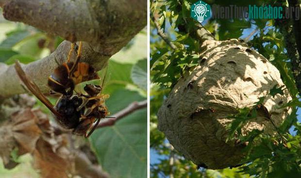 Có thể phân sẽ được trộn cùng một số hóa chất khác, tạo ra chất độc để đuổi kẻ thù.