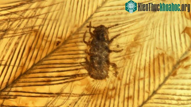 Những con bọ giống chấy rận đang bò trên lông khủng long