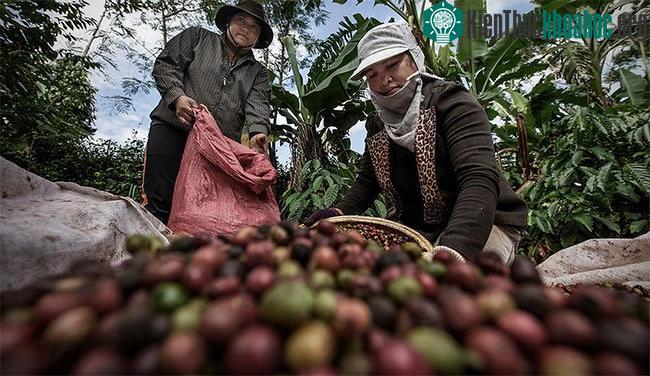 Phần lớn cà phê nước ta thuộc giống Robusta nổi bật với vị đắng gắt.