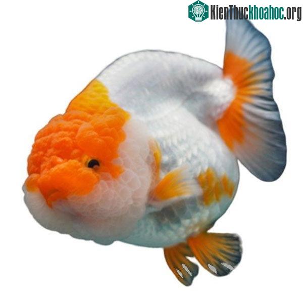 Cá cũng có thể mắc các bệnh về đường tiết niệu và thận.