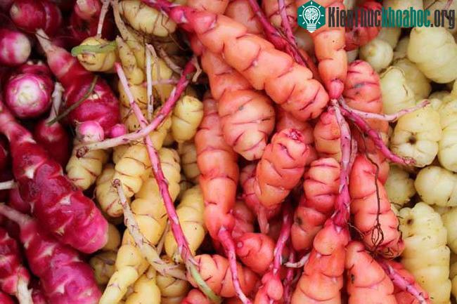 Củ Oca