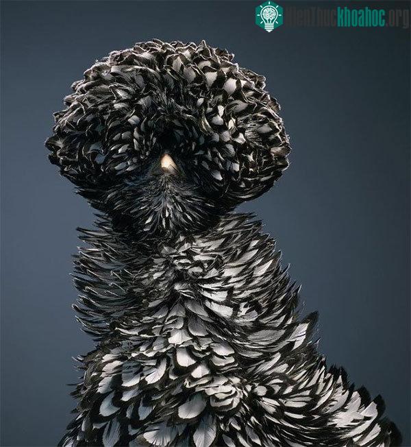 Chim Silver Laced Polish Chicken