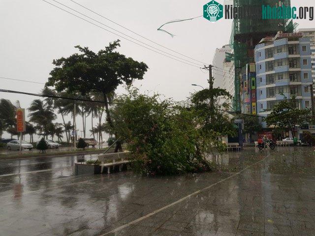 Cây nhỏ bị quật đổ.