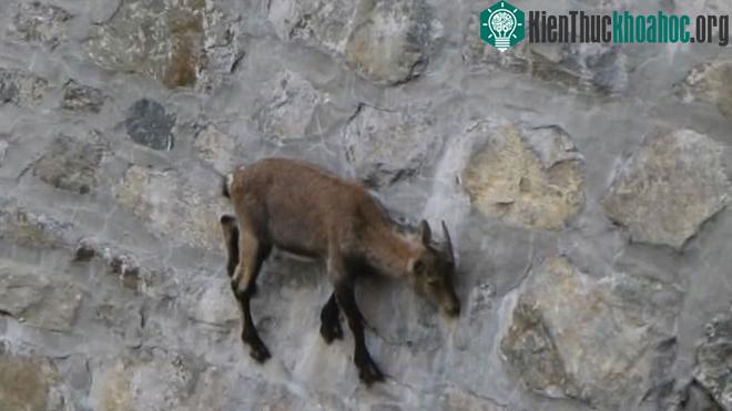Dê Ibex có khả năng giữ thăng bằng tuyệt vời