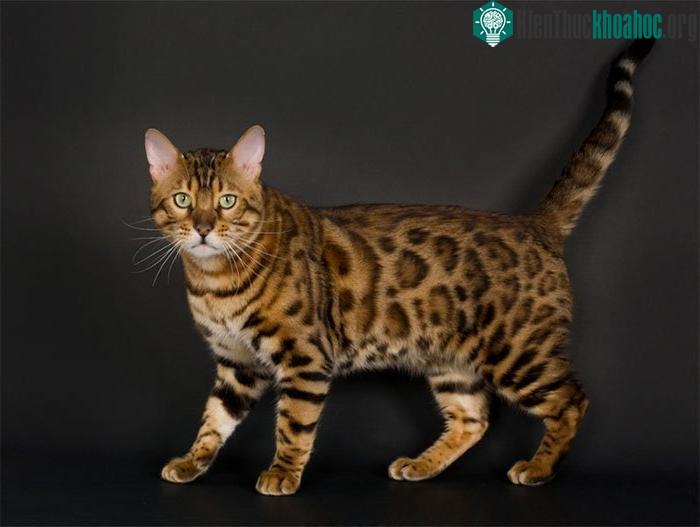Mèo Bengal