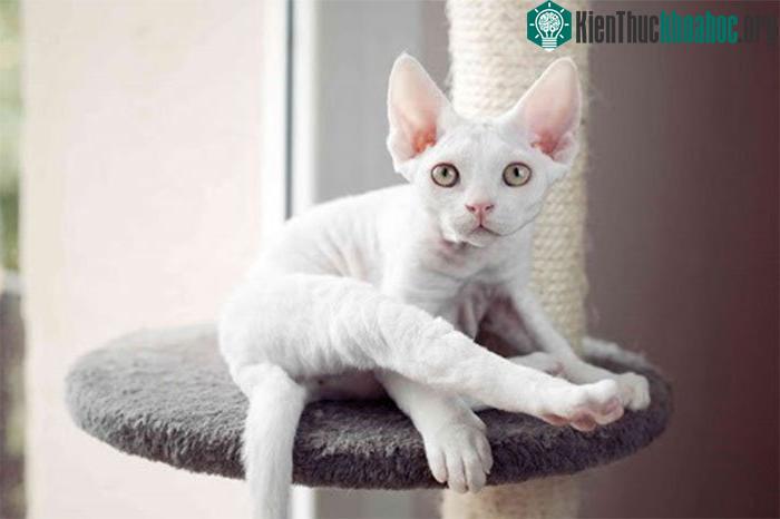 Mèo Cornish Rex
