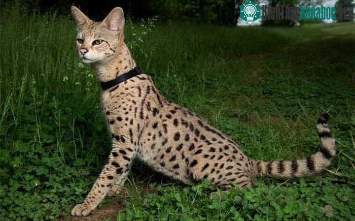 Mèo Savannah