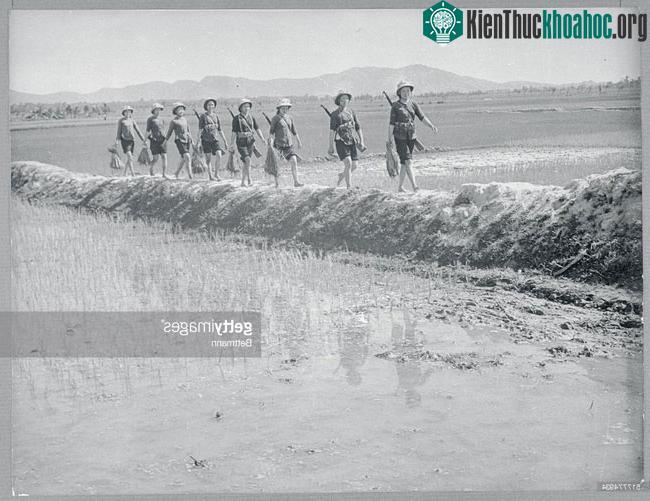 Những người nữ dân quân đi làm ruộng với cây súng trên vai, ngoại thành Hà Nội năm 1967