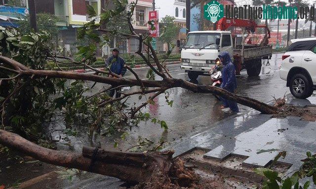 Bão chưa vào đất liền nhưng đã có cây xanh gãy đổ.