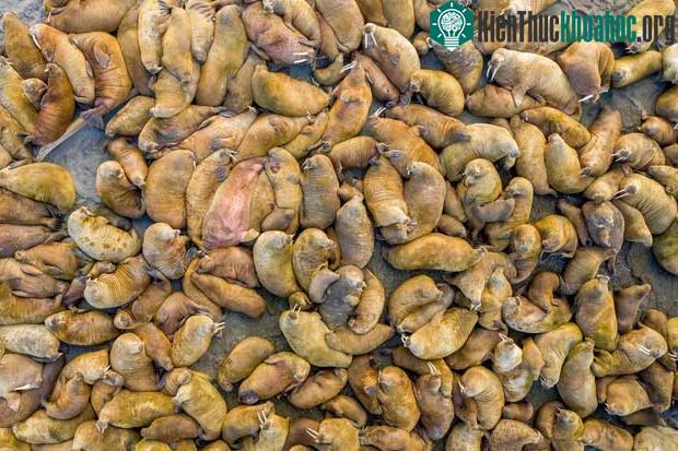 Đàn hải mã tụ tập trên một khoảng đất nhỏ phía đông bắc Svalbard, Na-uy