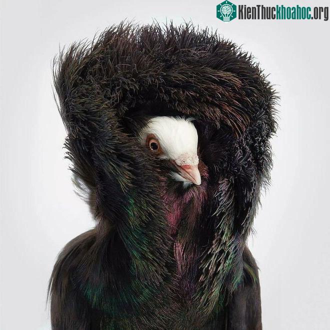 Chim Black Jacobin Pigeon