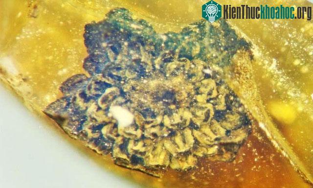 Bông hoa rất nhỏ, chiều ngang khoảng 2mm.