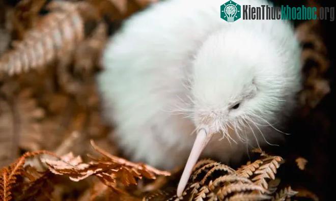 Con Kiwi trắng quý hiếm đã qua đời.