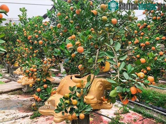 Sản phẩm "trâu vàng cõng quất bonsai" vô cùng hút mắt.