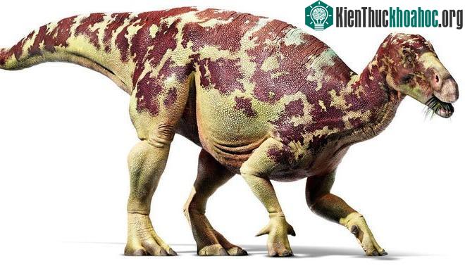 Trong đó khủng long ăn cỏ là tên gọi đại diện cho những loài khủng long ăn thực vật