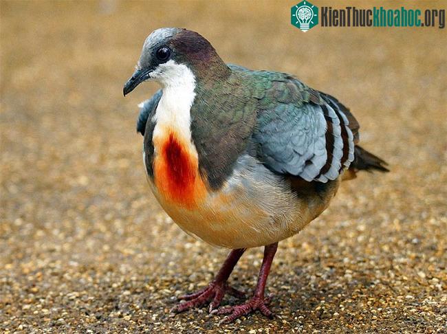 Chim bồ câu có vết thương trước ngực