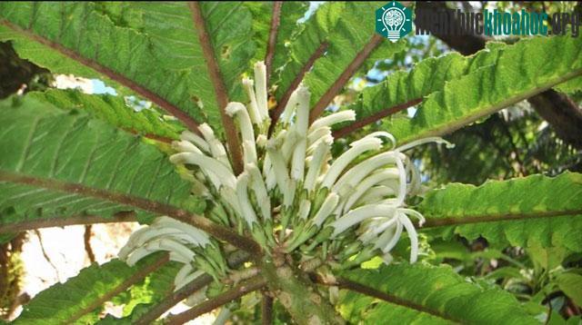 Hình ảnh loài hoa Cyanea heluensis.