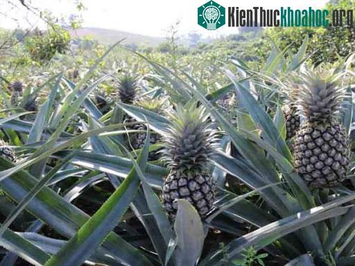 Máy bay không người lái được làm bằng vật liệu composite sinh học có sức bền cao hơn.