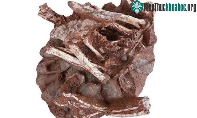 Hóa thạch khủng long chết khi đang ấp trứng ảnh 0
