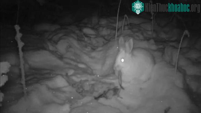 Camera hồng ngoại ghi lại hành vi ăn thịt của thỏ snowshoe.